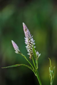 Close-up of flowering plant on field