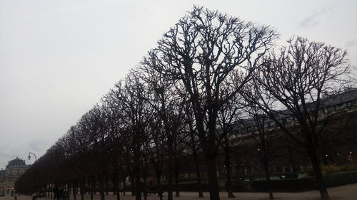 Bare trees against clear sky