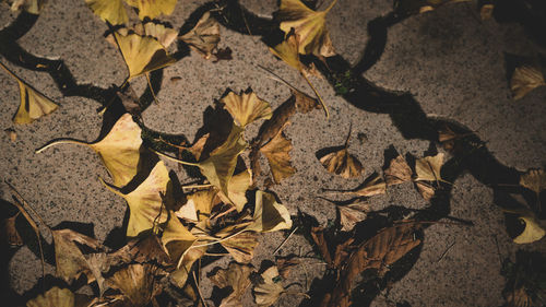 High angle view of dried leaves on field