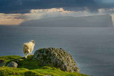 Scenic view of animal in faroe islands against sky