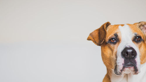 Close-up portrait of a dog over white background