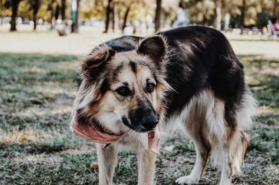 Portrait of german shepherd standing at park