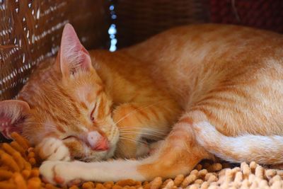 Close-up of a cat sleeping