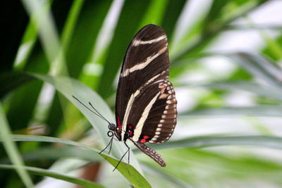 Butterfly on leaf