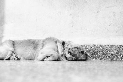 Dog sleeping on floor