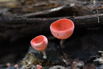 Close-up of mushroom