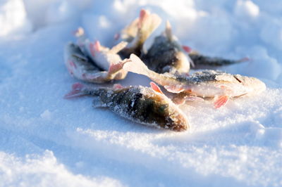 Perch, just caught from the hole, lie in the snow during the winter fishing.