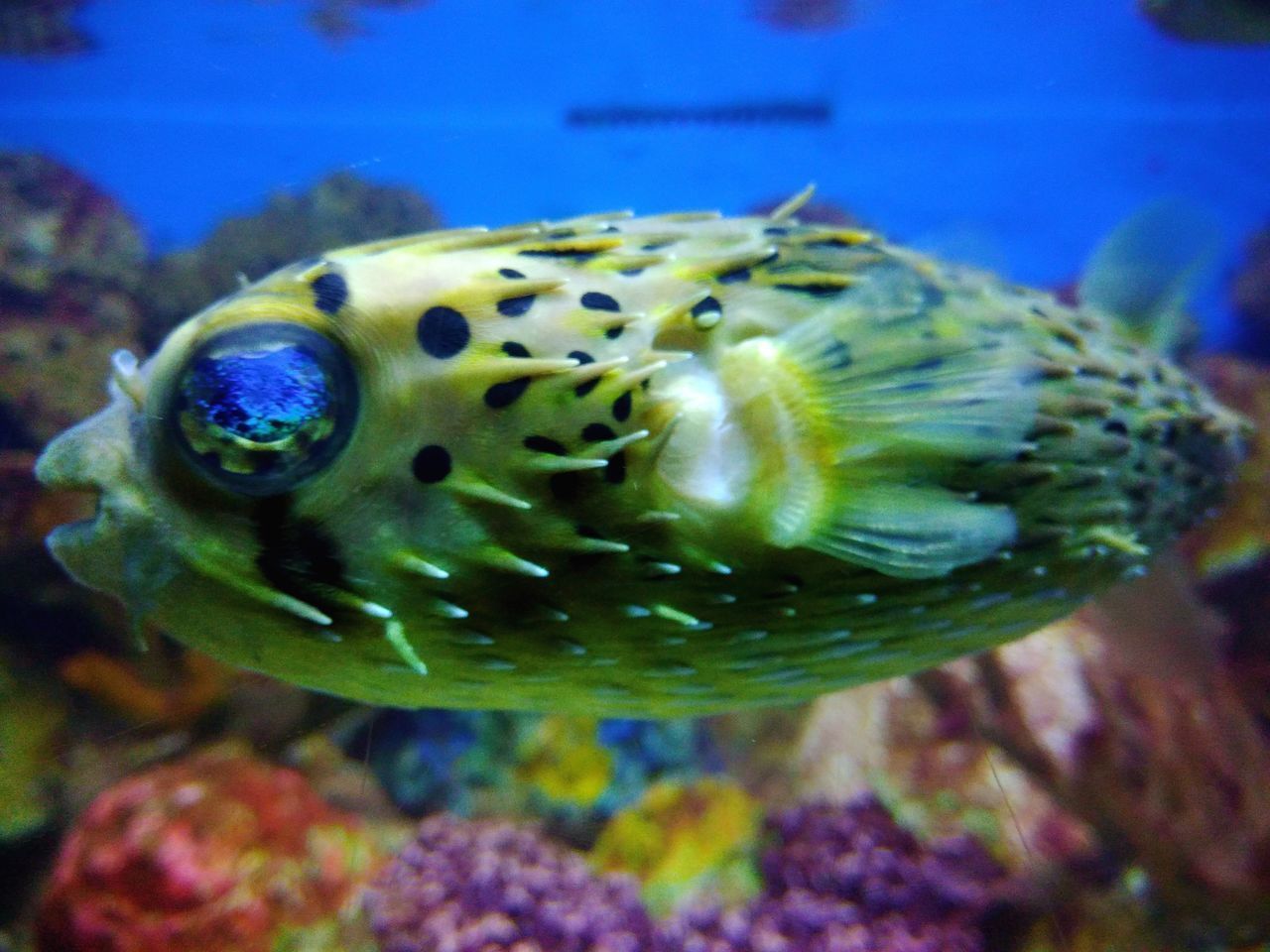 CLOSE-UP OF FISH SWIMMING UNDERWATER