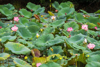 High angle view of pink flowering plants