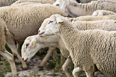 Sheep in a field