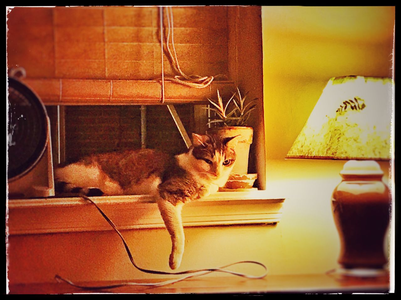 auto post production filter, animal themes, domestic cat, indoors, pets, one animal, domestic animals, no people, mammal, day