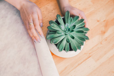 Cropped hands of woman holding potted plant