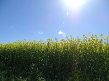 Plants growing on field against bright sky