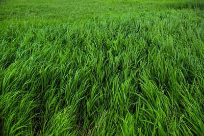 Full frame shot of corn field