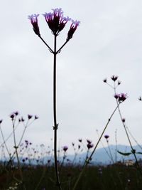 Close-up of wildflowers blooming against sky