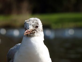 Close-up of seagull