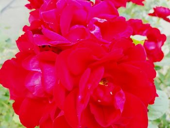 Close-up of red rose