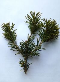 Close-up of fresh green plant against white background