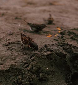 Close-up of butterfly on land