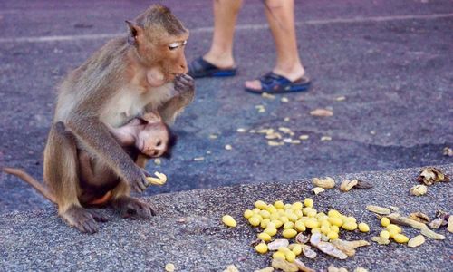 Low section of monkey on road