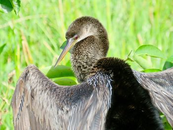 Close-up of a bird