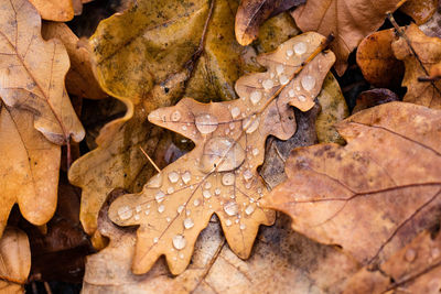 Close-up of wet dry leaves on ground during autumn