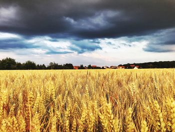 Scenic view of agricultural field against sky