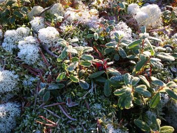 High angle view of plants on field during winter