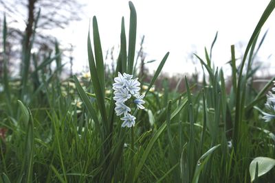 Close-up of white flowering plants on field