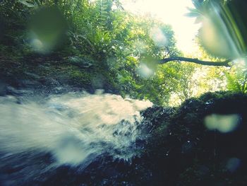 River flowing through forest