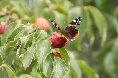 Close-up of insect on plant