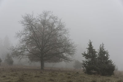 Bare trees on field against sky