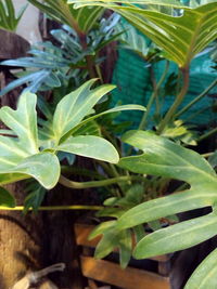 Close-up of fresh green plant