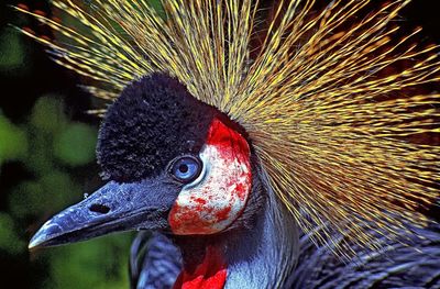 Close-up of peacock