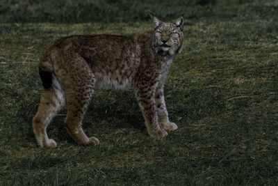 Full length of a cat