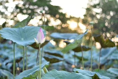 Close-up of lotus water lily in lake