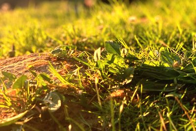 Close-up of leaves on field
