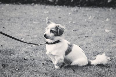 Close-up of dog on field