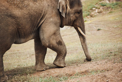 Elephant walking in a field