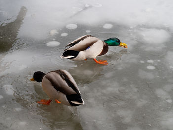 High angle view of duck swimming in water