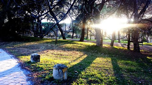 Sun shining through trees