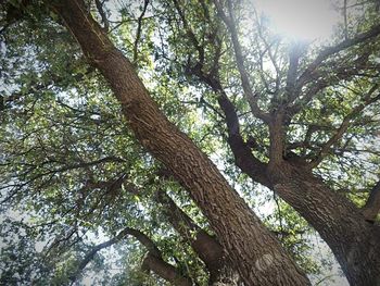 Low angle view of tree
