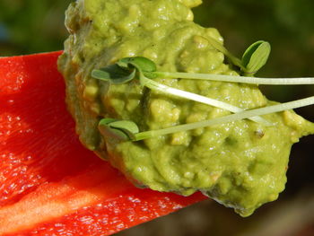 Close-up of red chili peppers