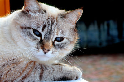 Close-up portrait of cat