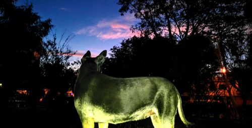 Close-up of silhouette dog against sky at sunset