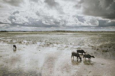 Horses on a field