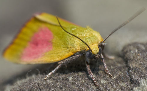 Close-up of butterfly on fabric