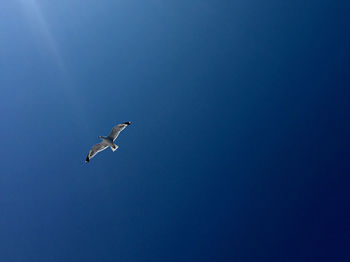 Low angle view of birds flying