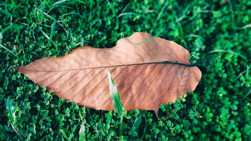 Close-up of fresh green leaves on land