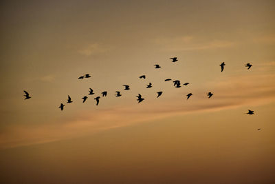 Low angle view of birds flying in sky